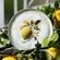 Prato Sobremesa em Cerâmica Stoneware Bio Lemon 21,5 cm - 1 Unid.